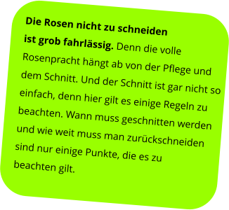 Die Rosen nicht zu schneiden  ist grob fahrlässig. Denn die volle  Rosenpracht hängt ab von der Pflege und  dem Schnitt. Und der Schnitt ist gar nicht so  einfach, denn hier gilt es einige Regeln zu  beachten. Wann muss geschnitten werden  und wie weit muss man zurückschneiden  sind nur einige Punkte, die es zu  beachten gilt.