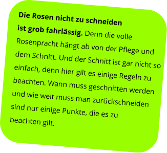 Die Rosen nicht zu schneiden  ist grob fahrlässig. Denn die volle  Rosenpracht hängt ab von der Pflege und  dem Schnitt. Und der Schnitt ist gar nicht so  einfach, denn hier gilt es einige Regeln zu  beachten. Wann muss geschnitten werden  und wie weit muss man zurückschneiden  sind nur einige Punkte, die es zu  beachten gilt.
